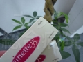 ジネット35-この値段なら続けられる